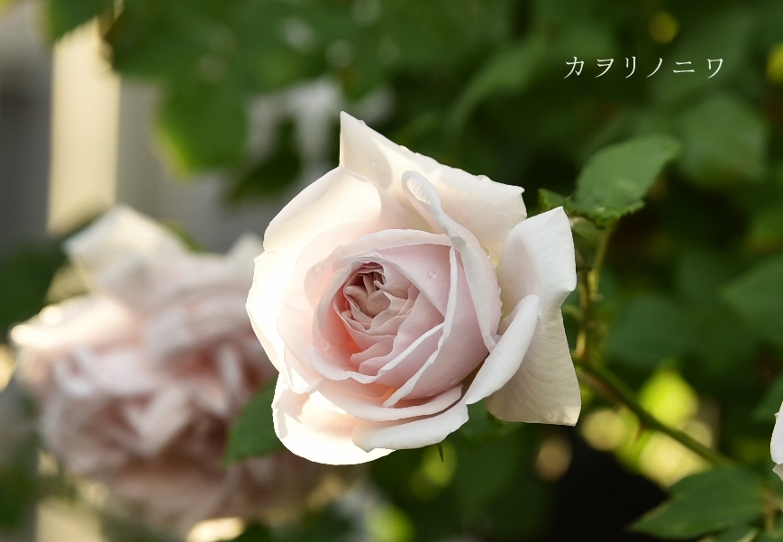 灰色の薔薇 カヲリノニワ