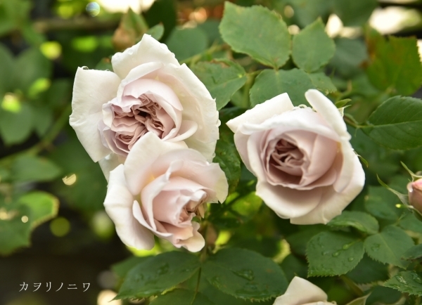 灰色の薔薇 カヲリノニワ