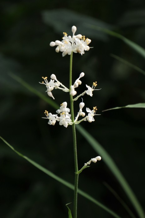 大宮公園 夏の草花 さいたま日記