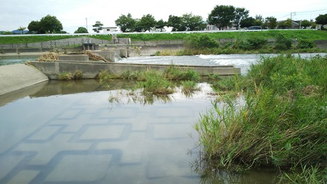 室見川 たったの分でまさかの大漁 ほんと ときどき釣行記 室見川 たったの分でまさかの大漁 ほんと ときどき釣行記