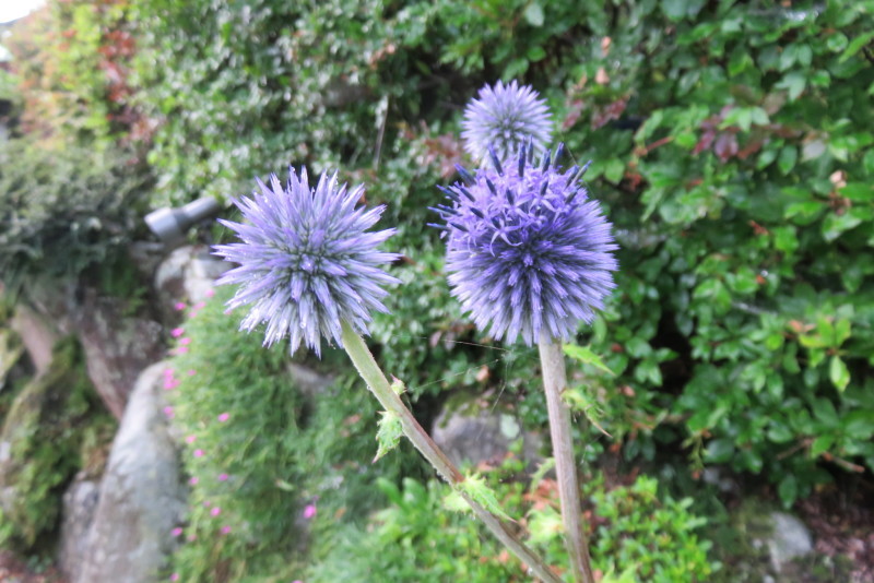 ぶり っ 子 英語