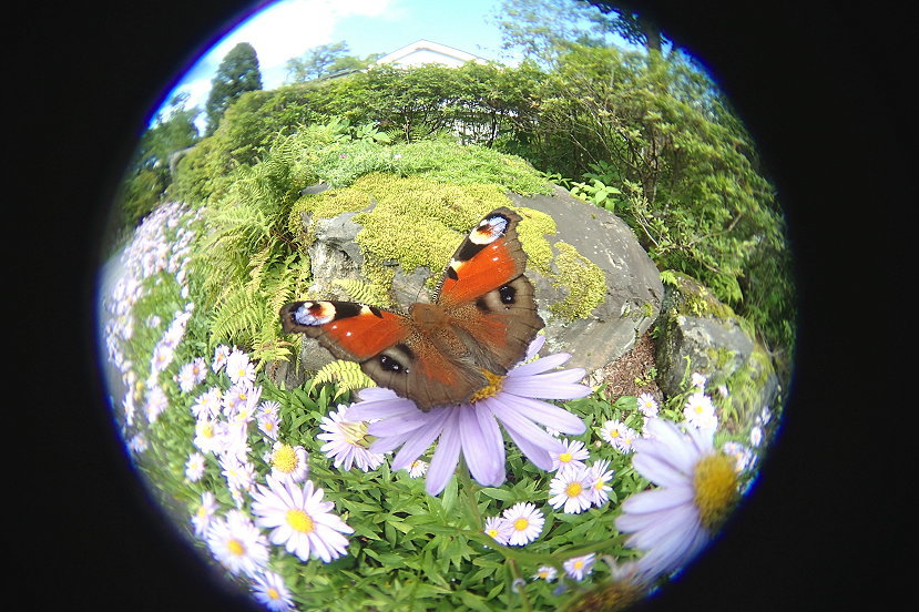 今日も目玉の消えたクジャクチョウ_e0405343_19055270.jpg