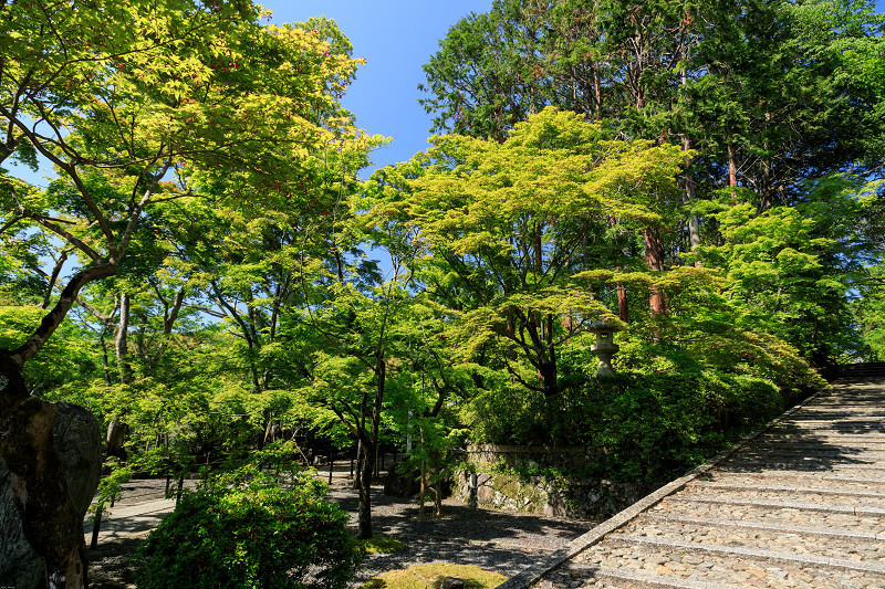 新緑の頃（粟生光明寺）_f0155048_23345551.jpg