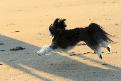 c0145250_09263362.gif