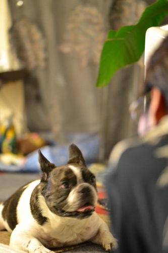 当の本犬はいなくなったけど。。。繋がり続ける縁_b0307951_23430384.jpg