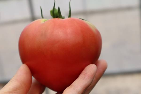 貝田さんちのトマト収穫体験 野菜ソムリエコミュニティ福岡 Report