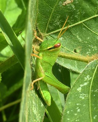 奈良盆地周遊ウォーク08　風の森から六地蔵石仏　ハラビロカマキリと小さなカブトムシ_e0035757_09180428.jpg