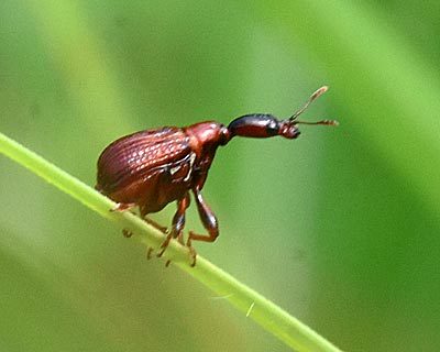 奈良盆地周遊ウォーク08　風の森から六地蔵石仏　ハラビロカマキリと小さなカブトムシ_e0035757_09195685.jpg