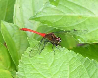 奈良盆地周遊ウォーク08　風の森から六地蔵石仏　ハラビロカマキリと小さなカブトムシ_e0035757_09202464.jpg