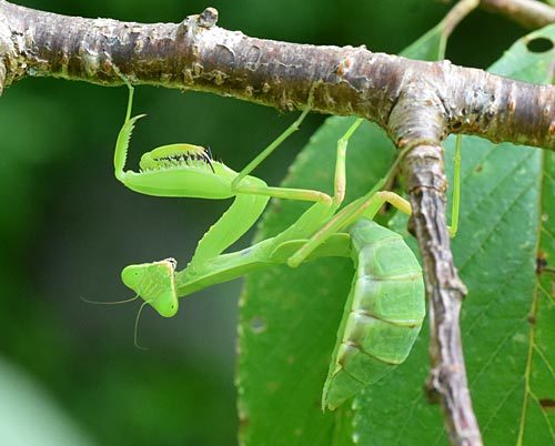 奈良盆地周遊ウォーク08　風の森から六地蔵石仏　ハラビロカマキリと小さなカブトムシ_e0035757_09210872.jpg