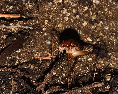 奈良盆地周遊ウォーク08　風の森から六地蔵石仏　ハラビロカマキリと小さなカブトムシ_e0035757_09213318.jpg