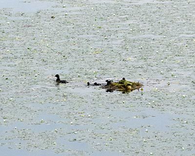 奈良盆地周遊ウォーク08　風の森から六地蔵石仏　ハラビロカマキリと小さなカブトムシ_e0035757_09222627.jpg