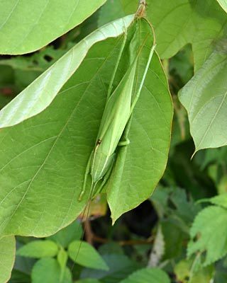 奈良盆地周遊ウォーク08　風の森から六地蔵石仏　ハラビロカマキリと小さなカブトムシ_e0035757_09224131.jpg