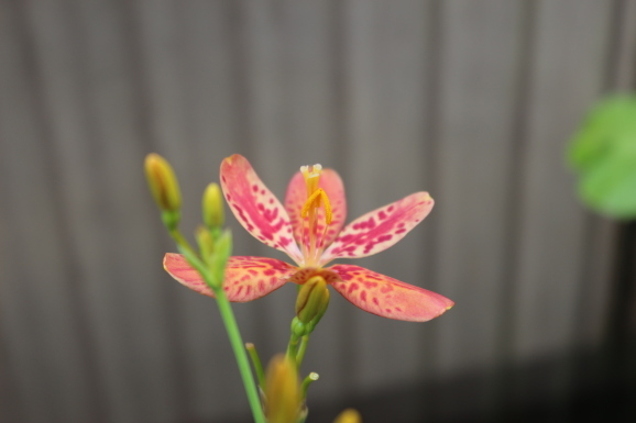 檜扇 ヒオウギ ひげ爺の花便り 檜扇 ヒオウギ ひげ爺の花便り