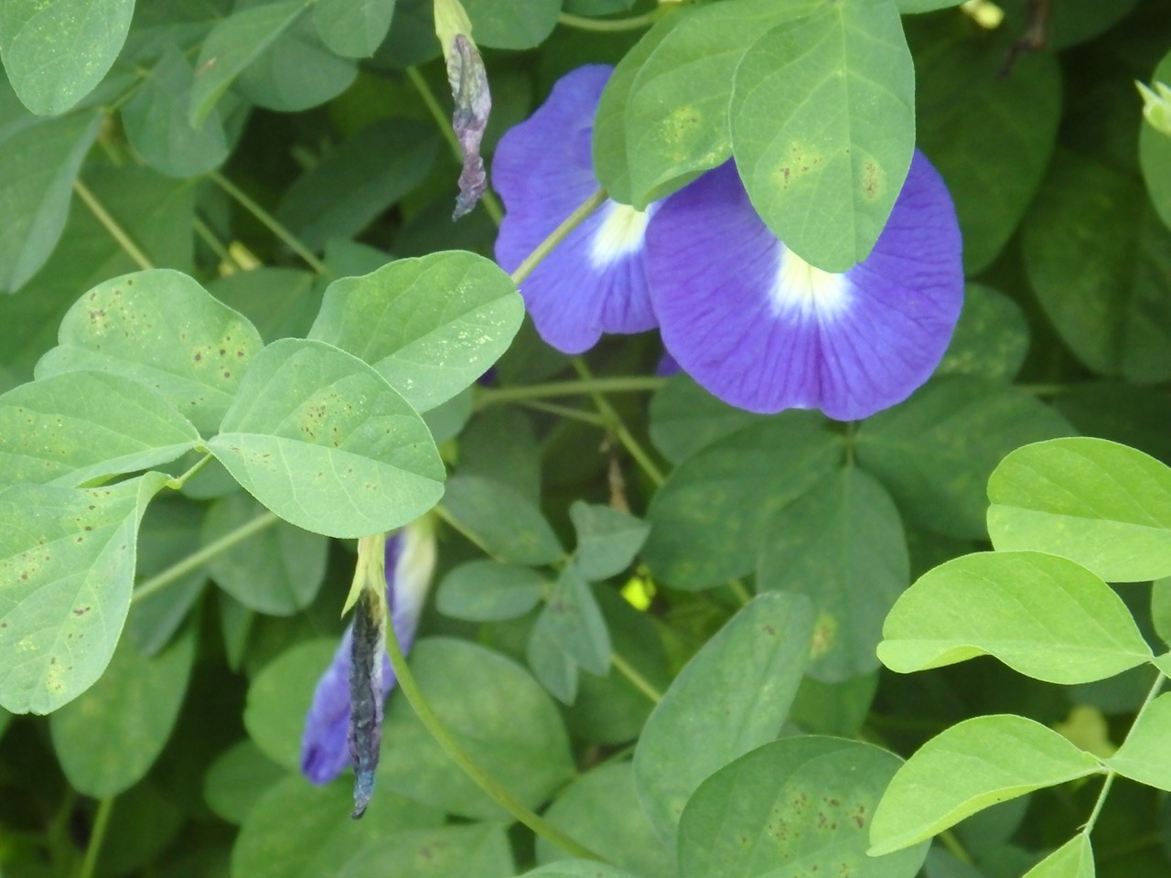 午時花 ゴジカ と角胡麻 ツノゴマ と浜栲 ハマゴウ の花達 自然風の自然風だより
