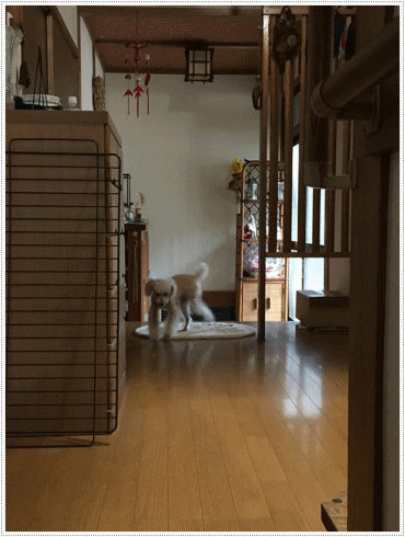 今週末も雨になりそうな気配の大分地方、涼しいのは良いけど、雨はもう遠慮した~い(´A`。)グスン_b0175688_20295146.gif