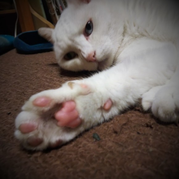 お世話になりましにゃん_d0208998_13592070.jpg