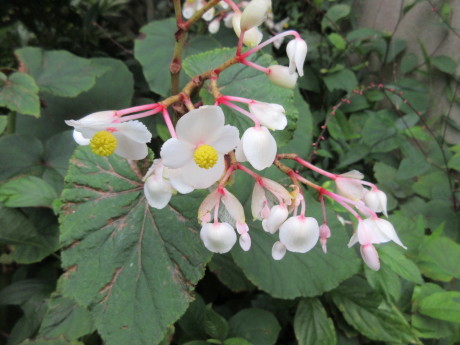 大根・日野菜・蒔く_a0203003_17172747.jpg