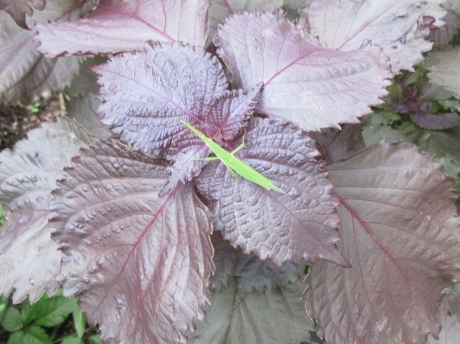 大根・日野菜・蒔く_a0203003_17183276.jpg