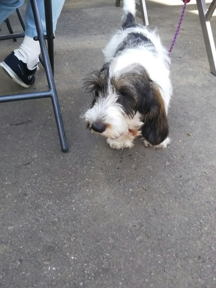 麻の色々と可愛い🐶と本_f0316507_21091069.jpg