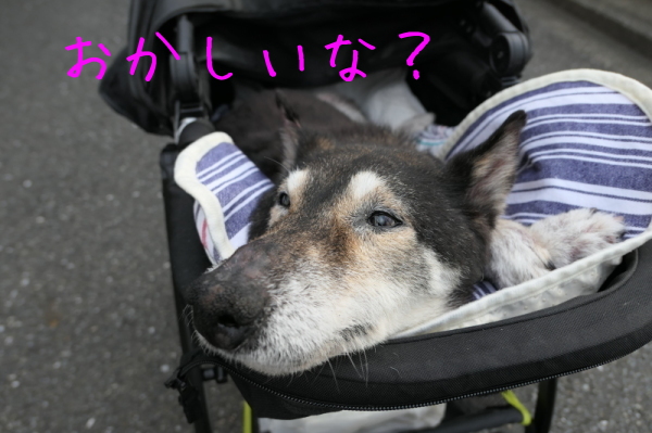 f0369014_15004018.jpg