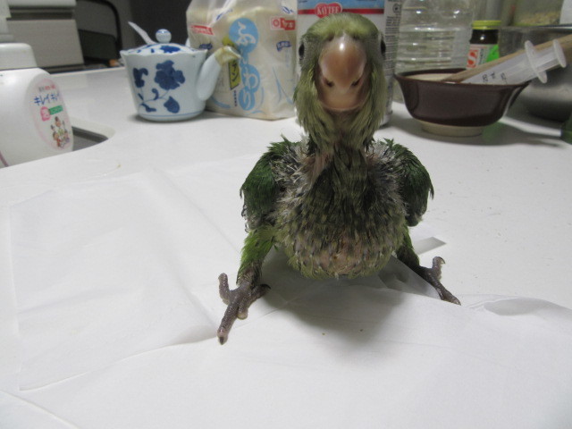 オキナインコ里親募集 ホワイトコキン