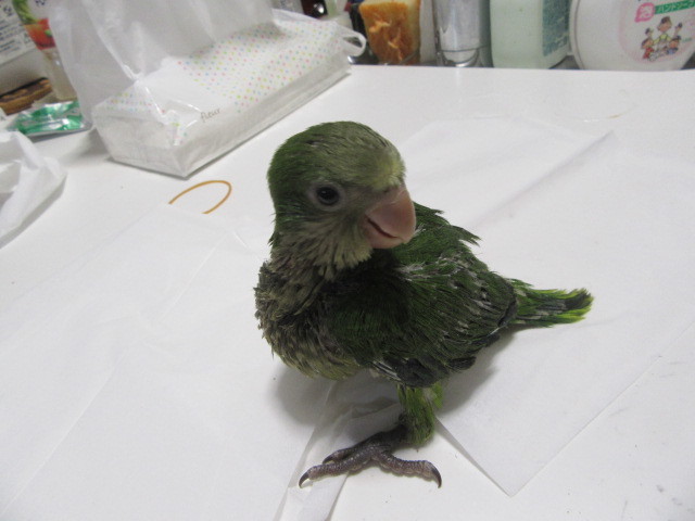 オキナインコ里親募集 ホワイトコキン