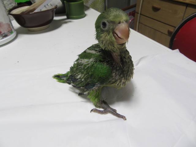 オキナインコ里親募集 ホワイトコキン