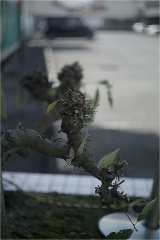 2109（2019年4月15日バルター50mmF2.3が西大寺から奈良町を巡幸されたら）渋い輝き_b0226423_11414227.jpg