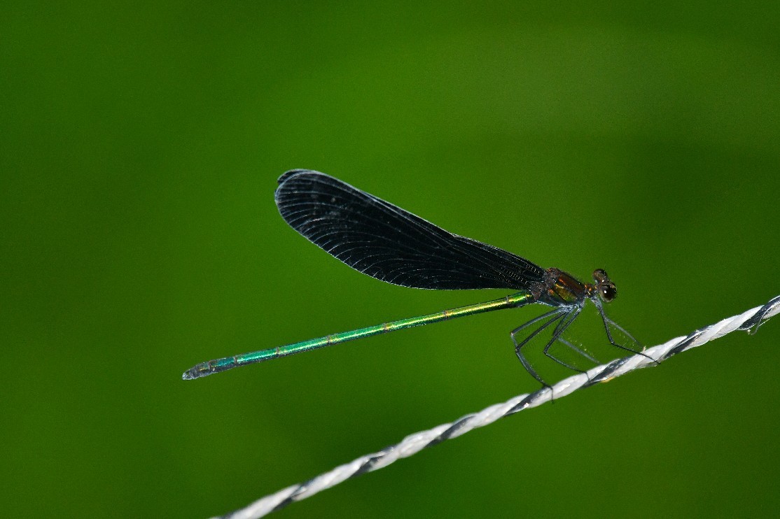 f0340732_21035700.jpg