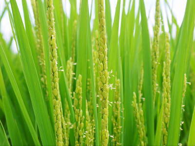 七城米　長尾農園　お米の花が咲きました　平成30年度の『七城米　長尾さんのこだわりのお米』残りわずか！_a0254656_17562082.jpg
