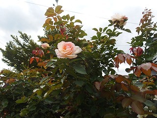 e0004756_20155007.jpg