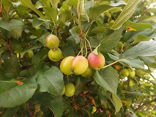 e0004756_20190670.jpg