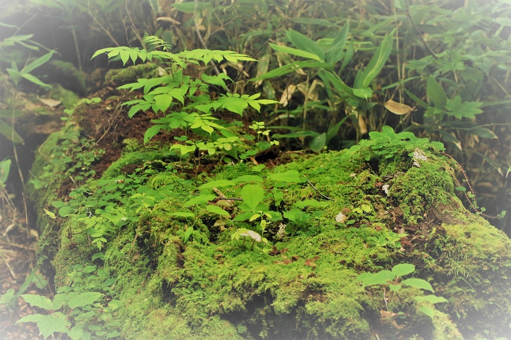 c0294658_06280845.jpg