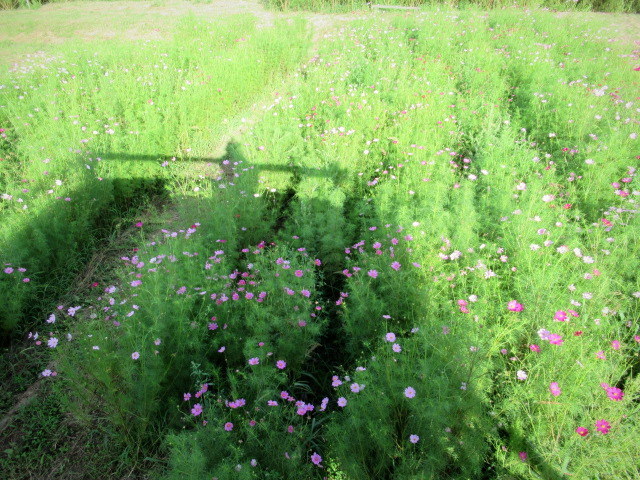 f0236260_00295740.jpg