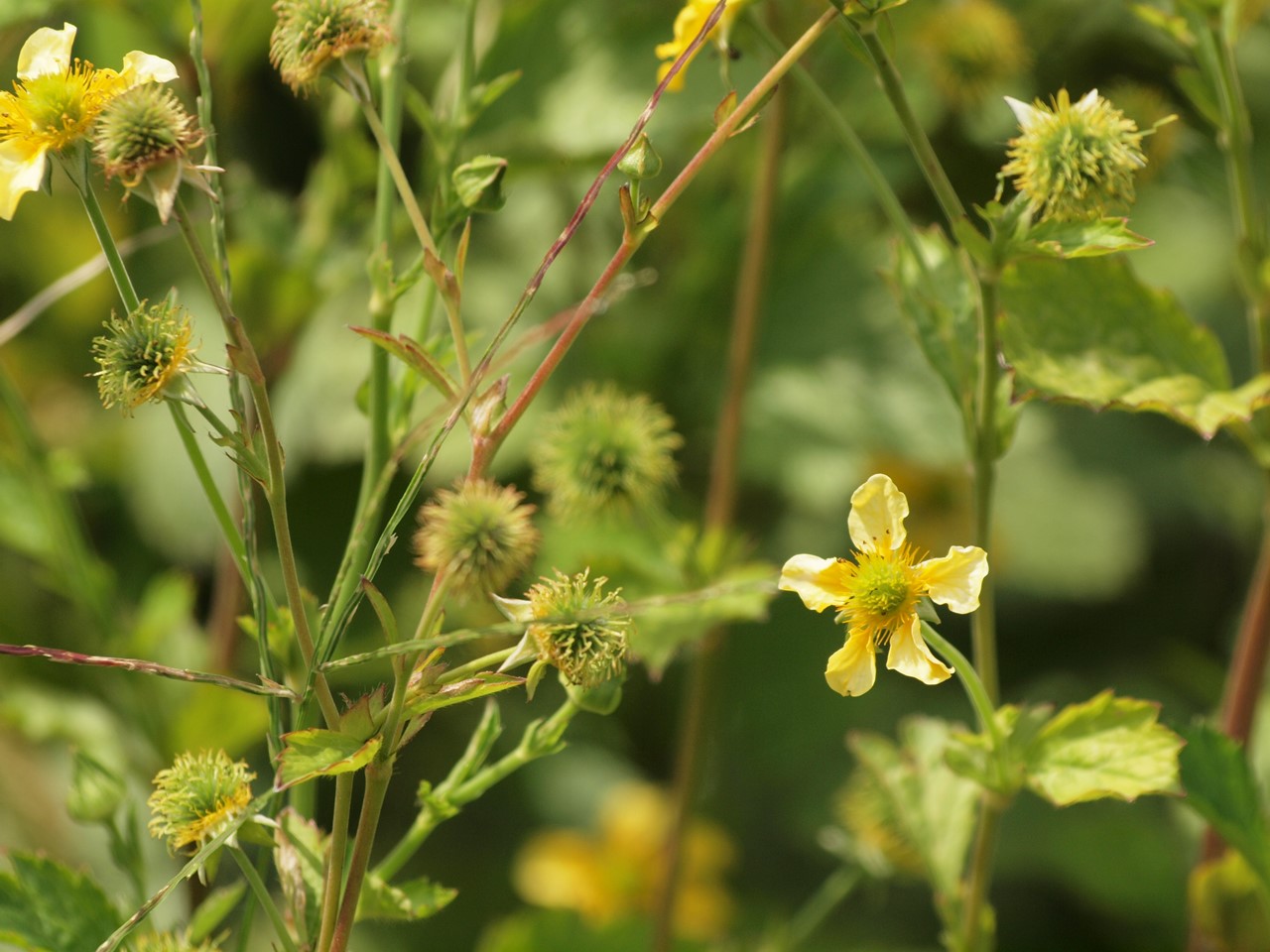 『大根草(ダイコンソウ)と加加阿(カカオ)の花や旱蓮木(カンレンボク)の実等･････』_d0054276_20105089.jpg