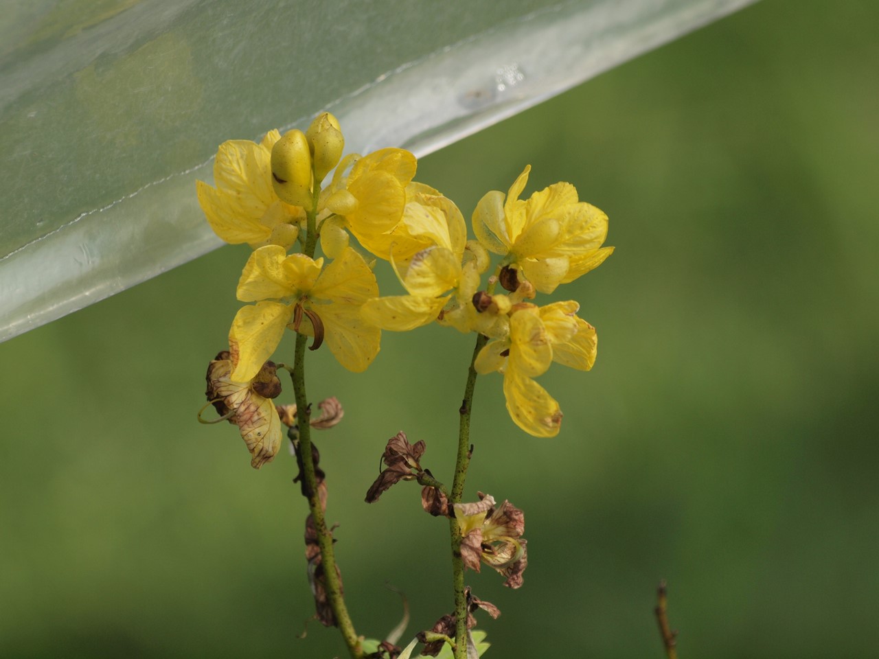 『大根草(ダイコンソウ)と加加阿(カカオ)の花や旱蓮木(カンレンボク)の実等･････』_d0054276_20134386.jpg