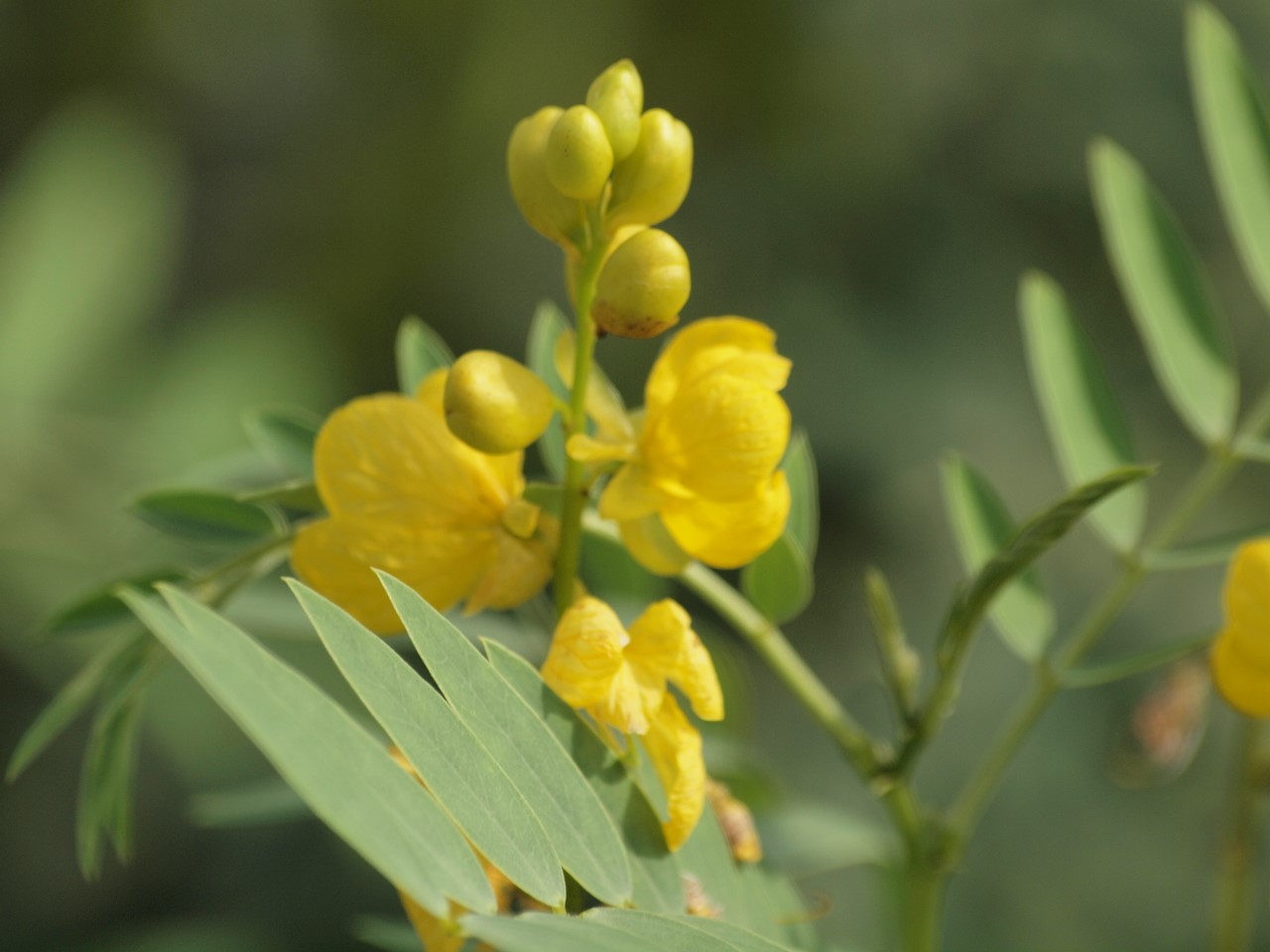 『大根草(ダイコンソウ)と加加阿(カカオ)の花や旱蓮木(カンレンボク)の実等･････』_d0054276_20135388.jpg