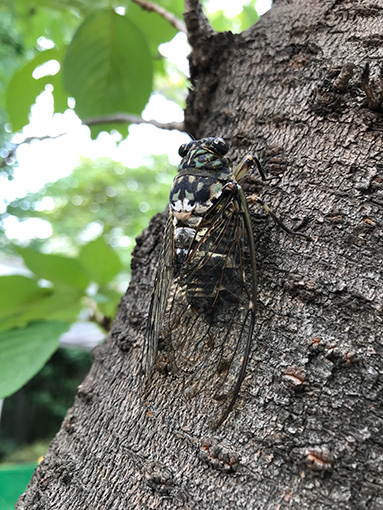セミファイナル やっとかめ どっとこむ