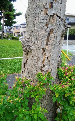 倒木の危険_a0162505_16294682.jpg