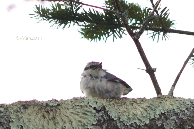 奥日光撮影会 ~いつの間にか野鳥ばかり~_e0227942_21341190.jpg