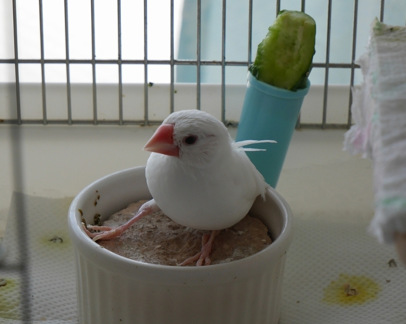 文鳥の死 旅とグルメと散歩と