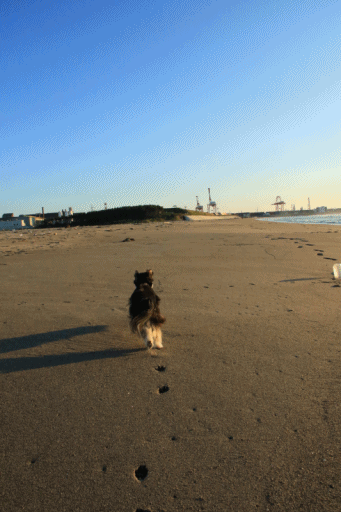 c0145250_15311209.gif