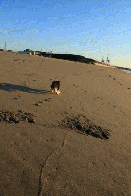 c0145250_15312501.gif