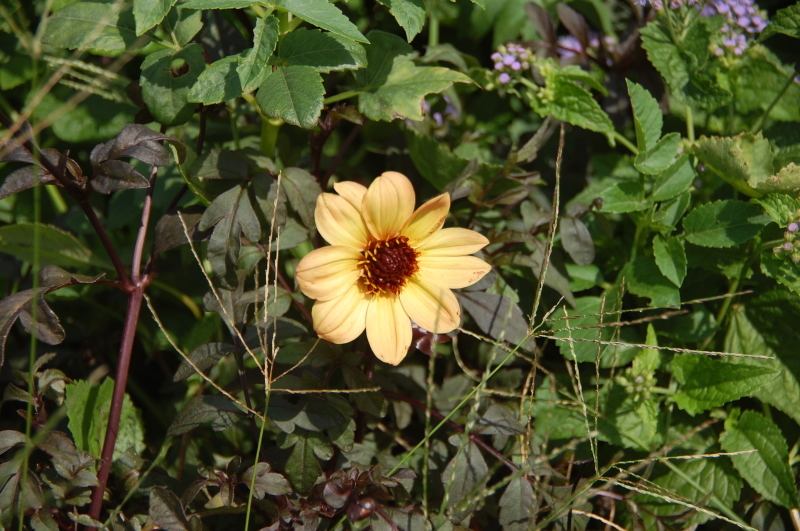 c0108460_17124641.jpg
