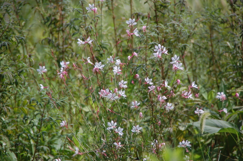 c0108460_17124791.jpg