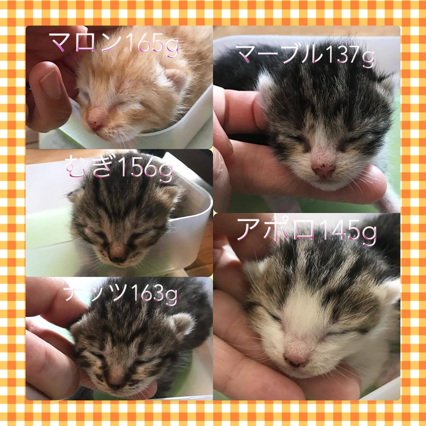 生後5日目！チョコファミリーの仔猫たち。すくすくコロコロ育っています♪_a0246661_18395310.jpg