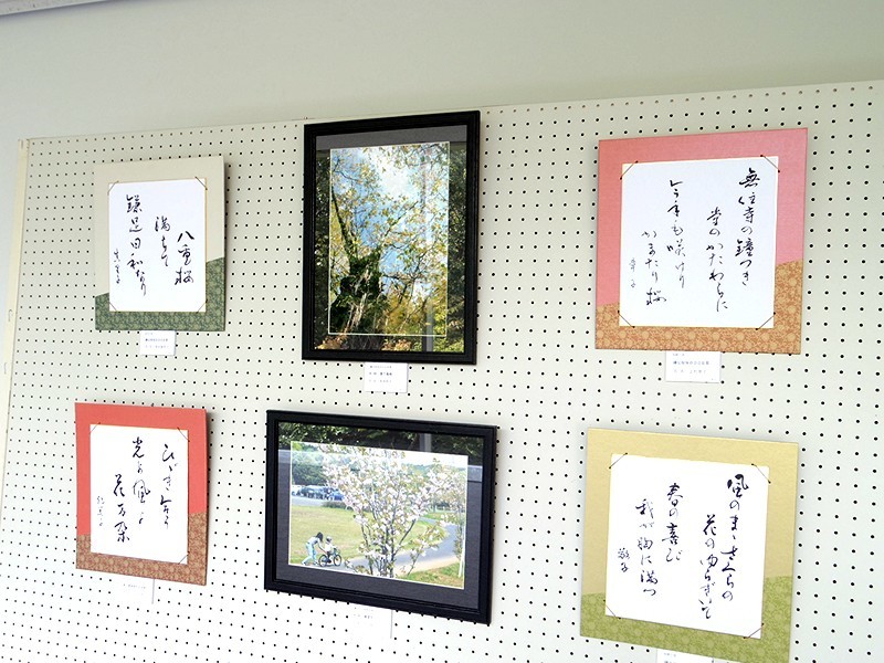鎌足桜の魅力写真と短歌 俳句コンテスト 明日に繋ぐ今日 鎌足桜の魅力写真と短歌 俳句コンテスト 明日に繋ぐ今日