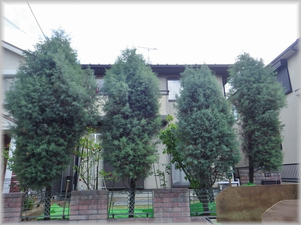 コニファーの高さ下げ 京都市庭木剪定 庭 佳niwaka 庭木1本からの植木屋