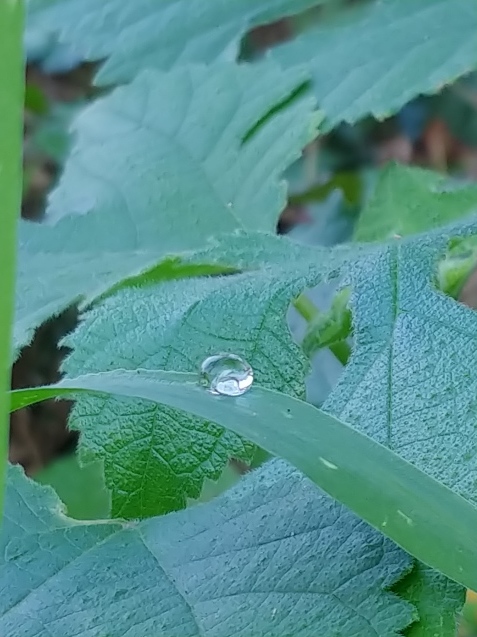 9月のカレンダーと朝露_c0162773_09541652.jpg